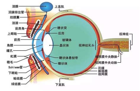 眼形狀|眼睛構造全分析介紹 